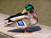 Duck